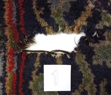 Taxidermy giraffe detail 1